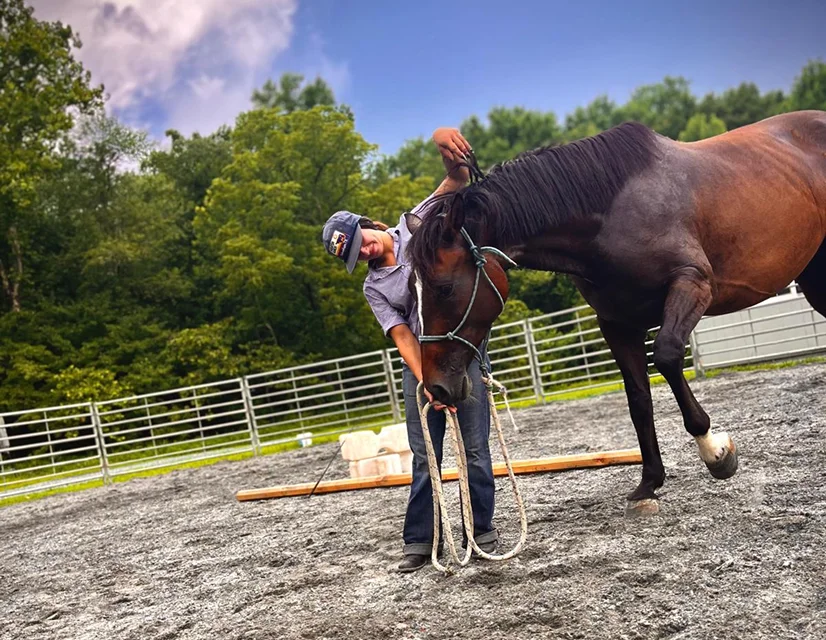 Horse Training & Development