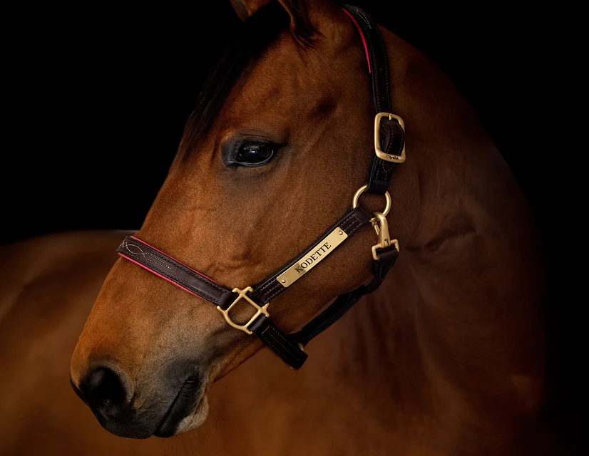 Horse Purchase Consulting