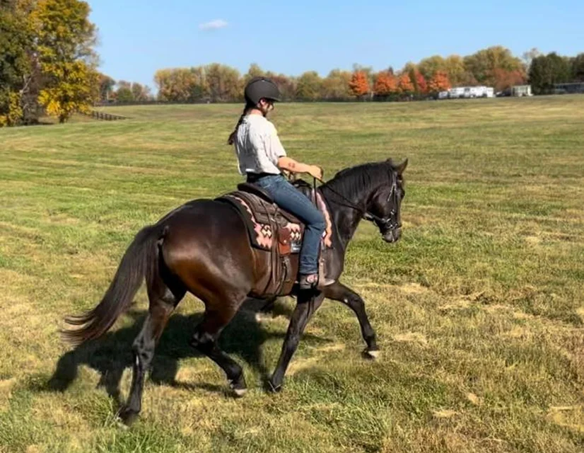 Horse Behavior & Communication